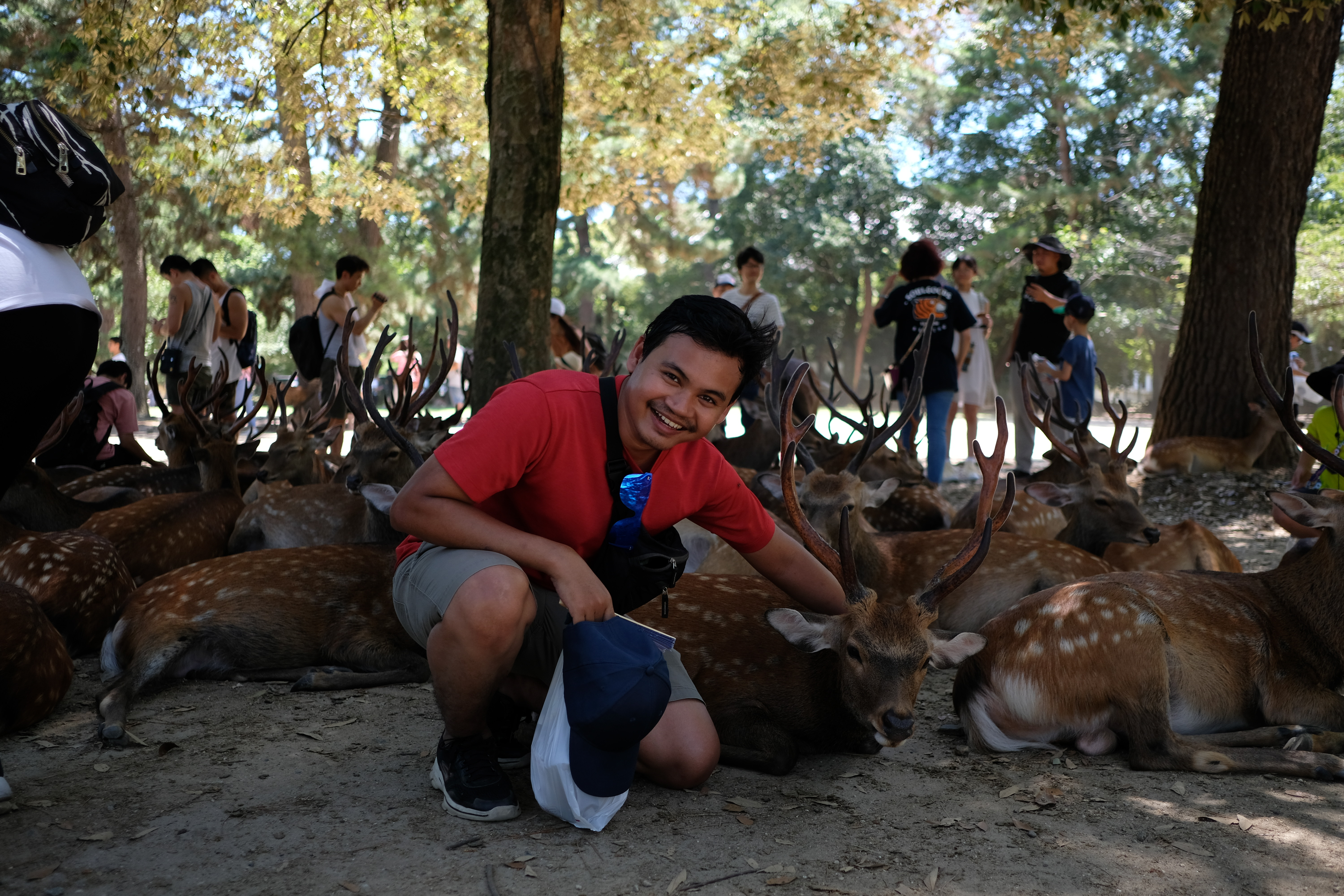 Nara Park, Osaka, Japan 2019